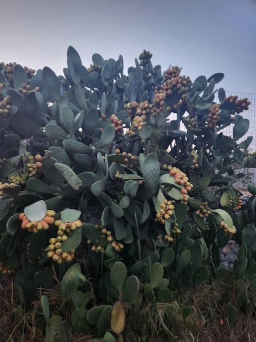Terra E Pietre Εξοχική Κατοικία Με Πισίνα Areopoli Exteriér fotografie